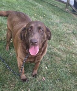 Chocolate lab