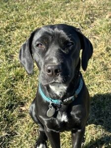 girlちゃん( ¨̮ )X-girl×Starter Black Lab Labrador Retriever Girl Labrador Retriever for sale in Bluff City