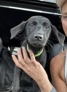 girlちゃん( ¨̮ )X-girl×Starter Black Lab Lucy #18 Black Labrador Retriever Mix Female 4 Months Old ID#3239