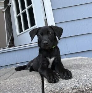 girlちゃん( ¨̮ )X-girl×Starter Black Lab Labrador Retriever Girl Labrador Retriever for sale in Bluff City