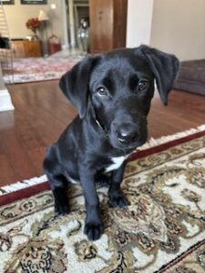 girlちゃん( ¨̮ )X-girl×Starter Black Lab Labrador Retriever Girl Labrador Retriever for sale in Bluff City