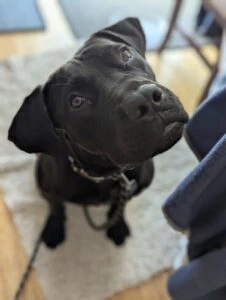 Molly #29 Black Labrador Retriever Mix 1 Year Old Female #3413