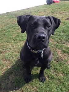 Molly #29 Black Labrador Retriever Mix 1 Year Old Female #3413