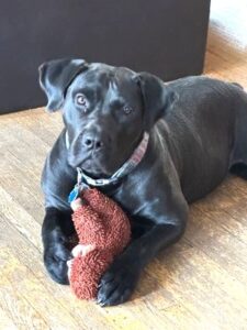Molly #29 Black Labrador Retriever Mix 1 Year Old Female #3413
