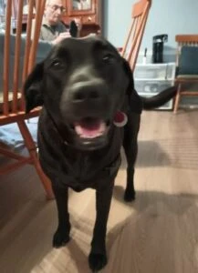 Princess #9 Black Labrador Retriever Mix Female 3 Years Old ID