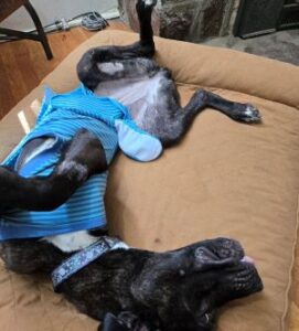 Black Labrador Retriever Mix