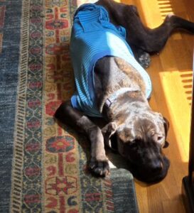 Black Labrador Retriever Mix