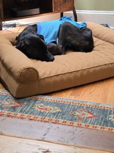 Black Labrador Retriever Mix