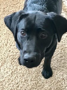 Chester black Labrador Retriever face