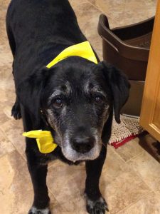 Cooper black Labrador Retriever yellow bandanna