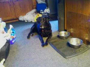 black labrador retriever laying by two dog bowls