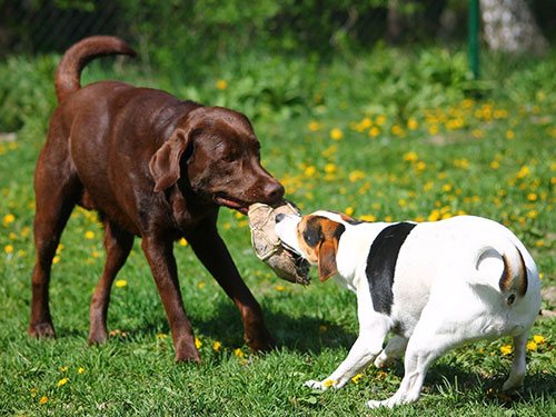 chocolate labrador retriever playing tug with another dog