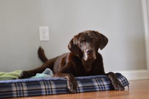 chocolate labrador retriever laying on dog bed