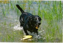 black labrador retriever in pond yellow toy