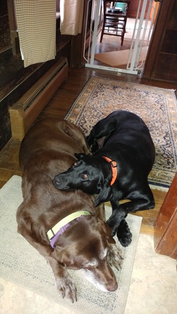 chocolate and black labrador retriever laying down
