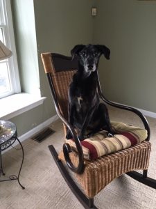black labrador retriever sitting in a rocking chair