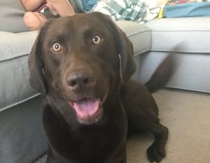 Chocolate Labrador Retriever laying on the floor with his eyes wide open