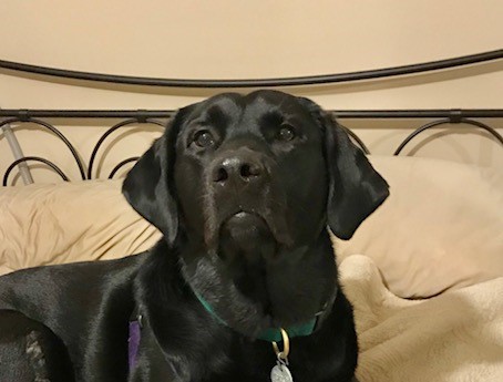 black labrador retriever face