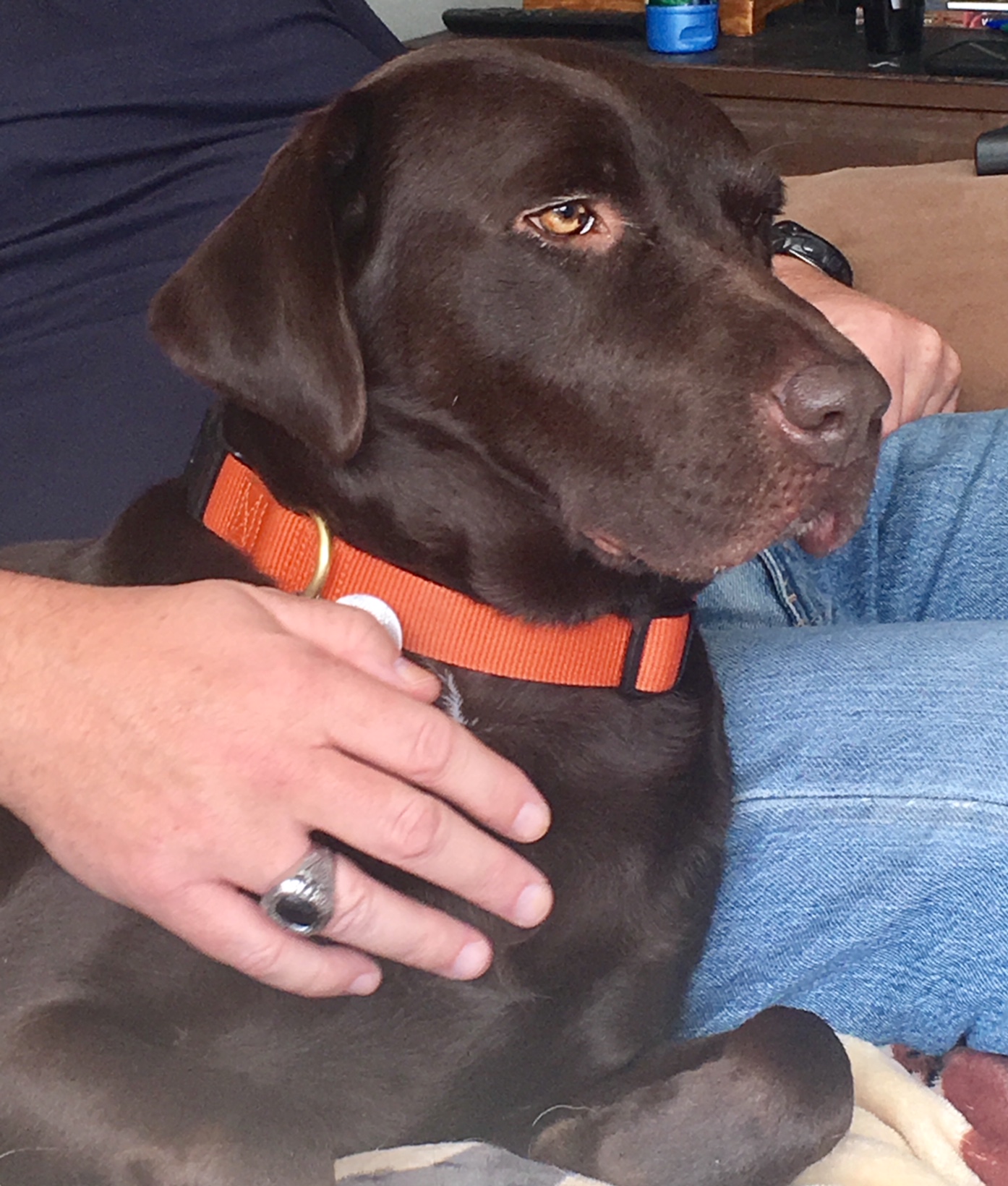 Chocolate labrador retriever face