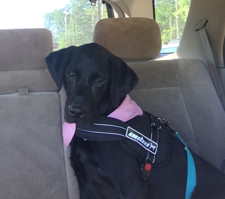 black labrador retriever in car