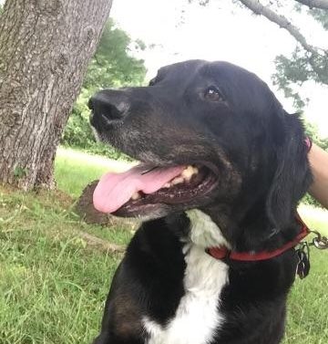 black labrador retriever mix profile face mouth open white chest