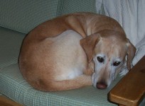 yellow labrador retriever curled up on chair
