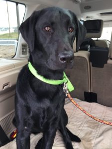 black labrador retriever sitting in car