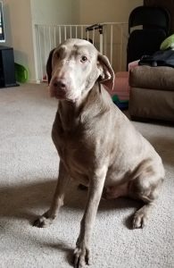 chocolate Labrador Retriever sitting