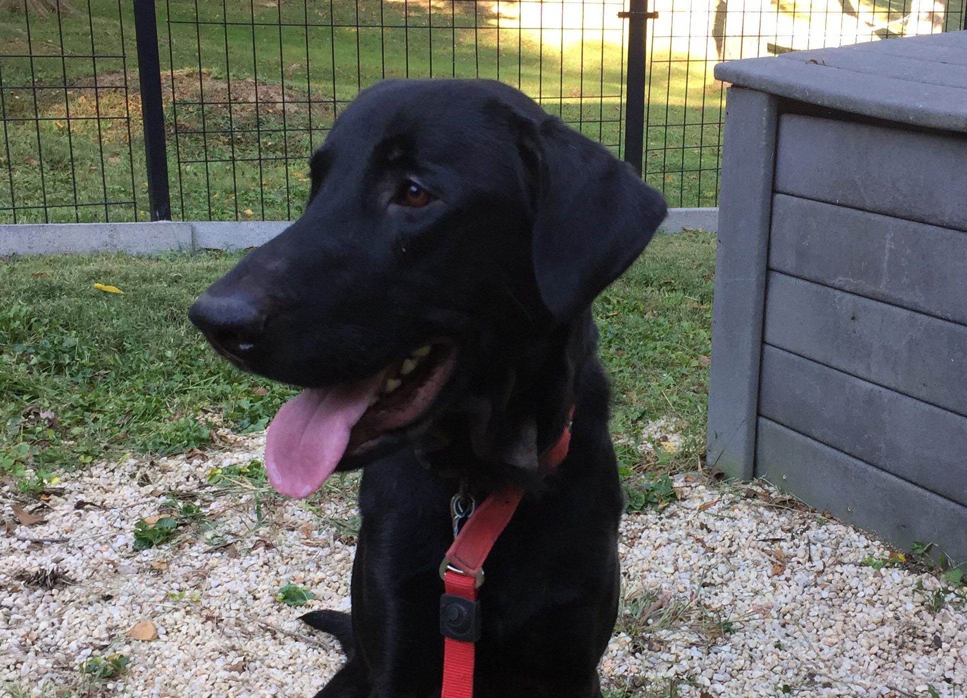 black labrador retriever sitting