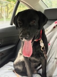 black Labrador Retriever in car tongue out