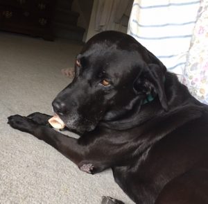 black Labrador Retriever with bone