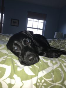 black labrador retriever in bed