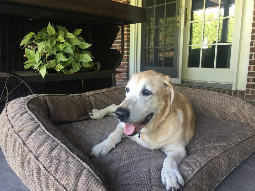 yellow labrador retriever dog bed