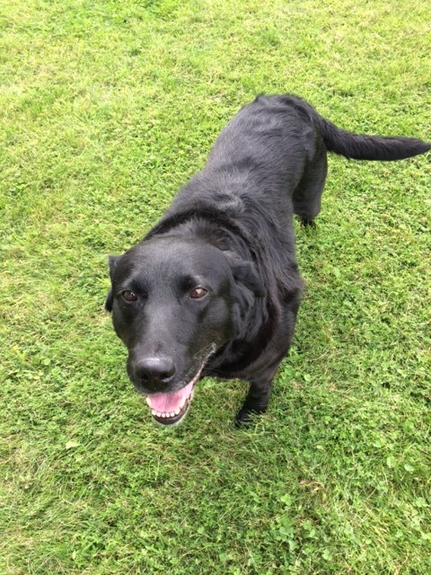 black labrador retriever in grass standing