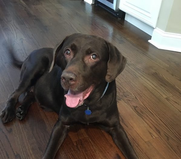 chocolate labrador retriever laying down