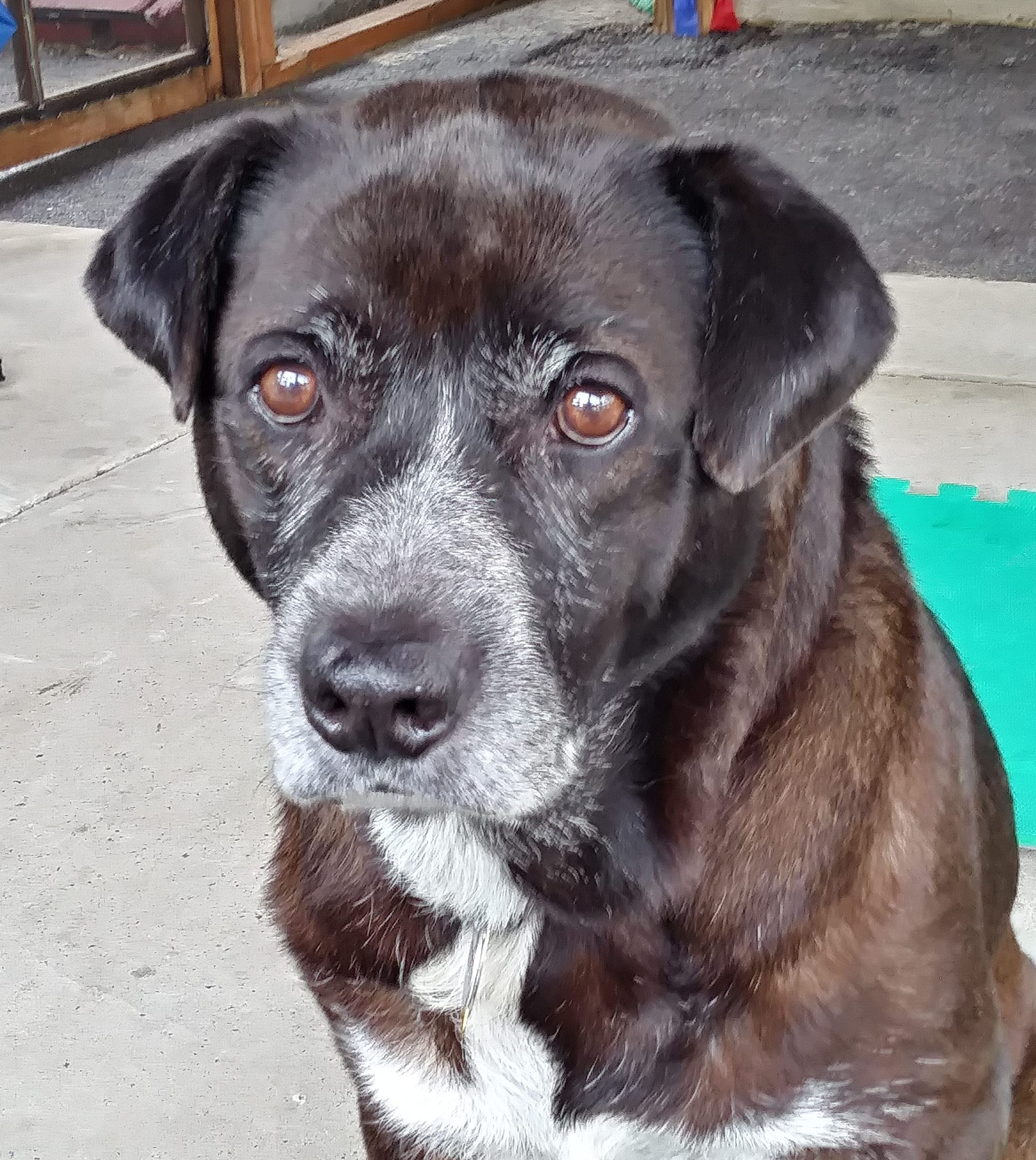 black labrador retriever mix face