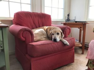 yellow Labrador Retriever red chair