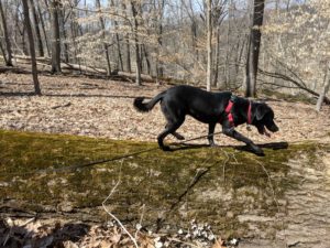 Black labrador retriever running