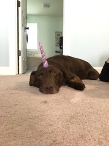 chocolate Labrador Retriever unicorn horn on head