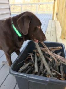chocolate Labrador Retriever picking up sticks