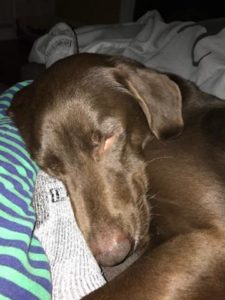 chocolate Labrador Retriever sleeping
