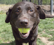 chocolate Labrador Retriever tennis ball in mouth