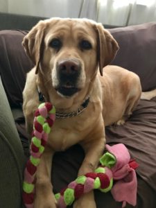 Labrador Retriever braided fleece toy