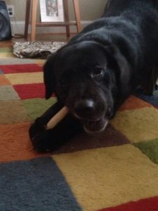 black labrador retriever bone