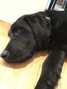 Black Labrador Retriever looking out of the corner of his eye