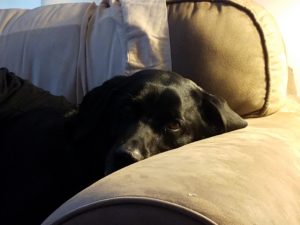 black Labrador Retriever sofa