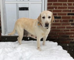 Yellow Lab in the snow