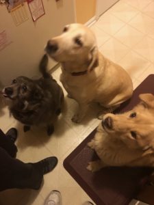Yellow lab with her friends