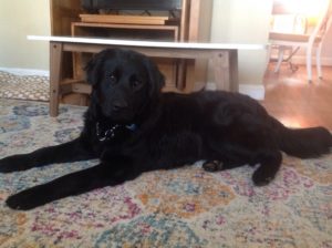 Black Labrador Retriever Mix, Male puppy laying on a rug