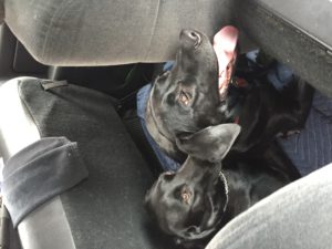 two Black Labrador Retriever in the car
